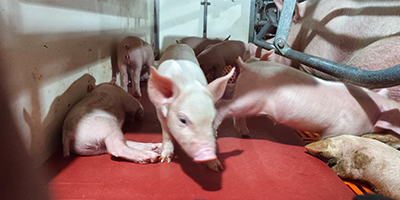 車輛洗消中心設(shè)計(jì)要求（規(guī)劃要求）？